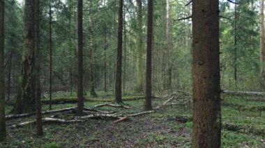 Yeşil yosunları ve sisli buharlı ve yağmurlu güzel güneş ışınları olan güzel mistik orman..