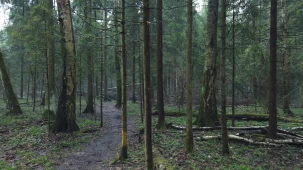 Vacker mystisk skog med grön mossa och härliga solstrålar med dimmig ånga och regn. — Stockvideo