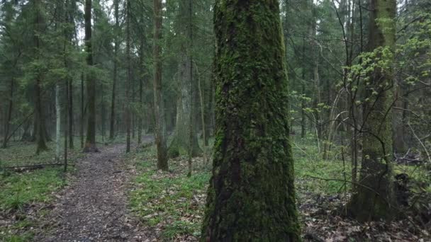 Bella foresta mistica con muschio verde e bei raggi di sole con vapore nebbioso e pioggia. — Video Stock