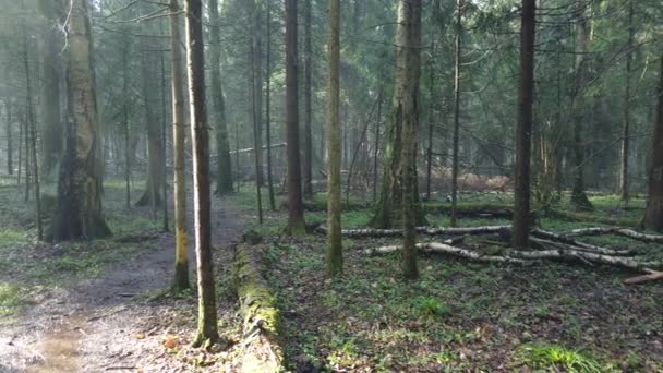 Beautiful mystic forest with green moss and lovely sun rays with misty steam and rain. — Stock Video