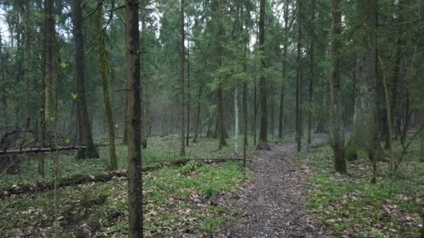 Vacker mystisk skog med grön mossa och härliga solstrålar med dimmig ånga och regn. — Stockvideo