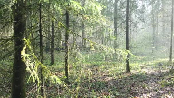 Hermoso bosque místico con musgo verde y hermosos rayos de sol con vapor brumoso y lluvia. — Vídeo de stock