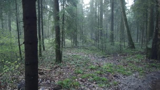 Schöner mystischer Wald mit grünem Moos und schönen Sonnenstrahlen mit nebligem Dampf und Regen. — Stockvideo