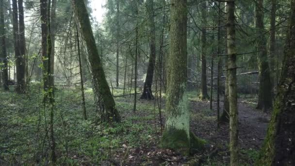 Beautiful mystic forest with green moss and lovely sun rays with misty steam and rain. — Stock Video