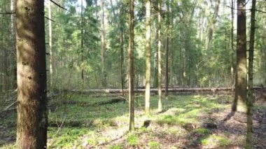 Yeşil yosunları ve sisli buharlı ve yağmurlu güzel güneş ışınları olan güzel mistik orman..