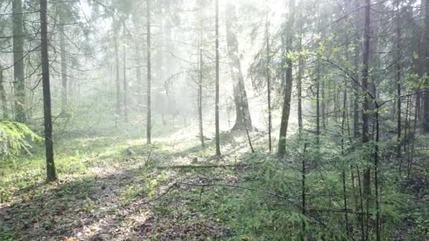 Bella foresta mistica con muschio verde e bei raggi di sole con vapore nebbioso e pioggia. — Video Stock