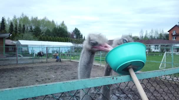 Une Paire Autruches Africaines Sur Une Ferme Mange Paille Une — Video