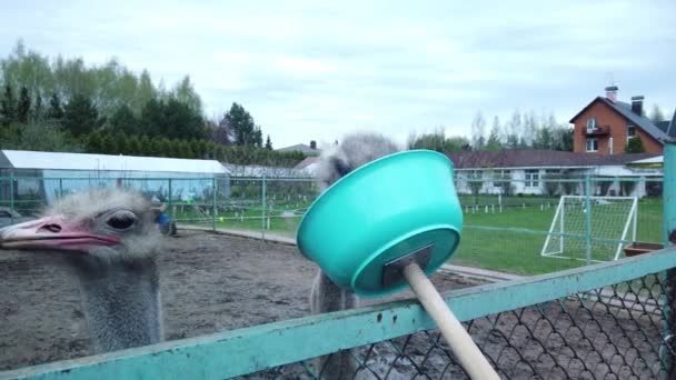 Para Afrykańskich Strusiów Farmie Jedzą Słomkę Para Afrykańskich Strusiów Farmie — Wideo stockowe