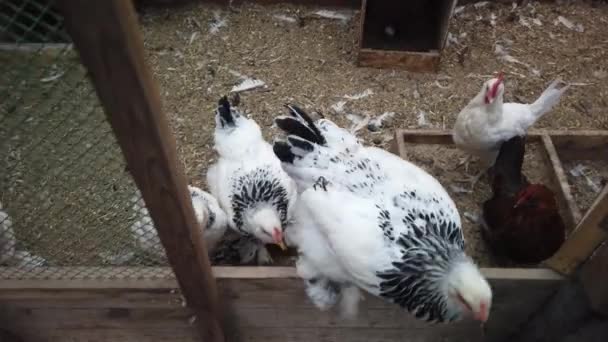 Kuřata Kurníku Domácí Pták Ptáci Kuřata Procházející Zahradě — Stock video