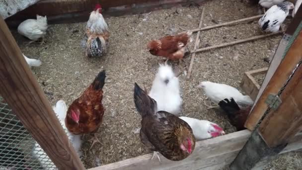 鶏小屋の鶏 国内の鳥 庭を歩く鶏や鶏 — ストック動画