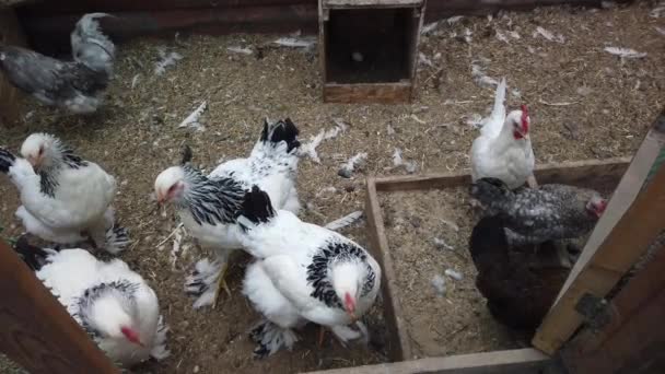 Kippen Het Kippenhok Huisvogel Kippen Kippen Die Tuin Lopen — Stockvideo