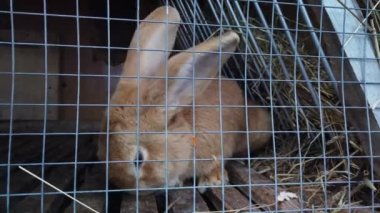 Kafesteki tavşan portrelerini kapat. Tavşan elmalı havuç ve lahana yer.