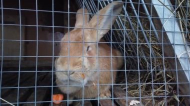 Kafesteki tavşan portrelerini kapat. Tavşan elmalı havuç ve lahana yer.