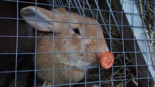 Sluit Portretten Van Konijntjes Kooi Konijn Eet Wortel Kool Met — Stockvideo