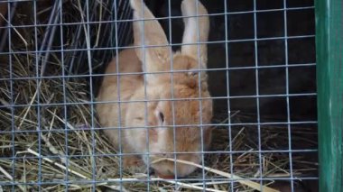 Kafesteki tavşan portrelerini kapat. Tavşan elmalı havuç ve lahana yer.