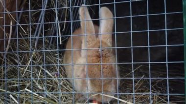 Kafesteki tavşan portrelerini kapat. Tavşan elmalı havuç ve lahana yer.