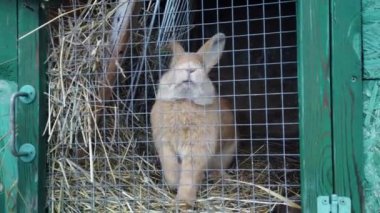 Kafesteki tavşan portrelerini kapat. Tavşan elmalı havuç ve lahana yer.