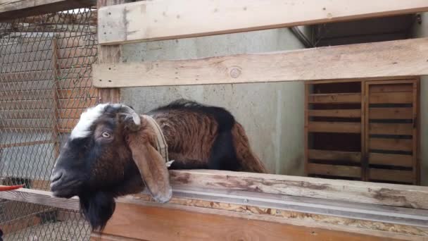 Nourrir Bélier Travers Clôture Boîtier Animal — Video