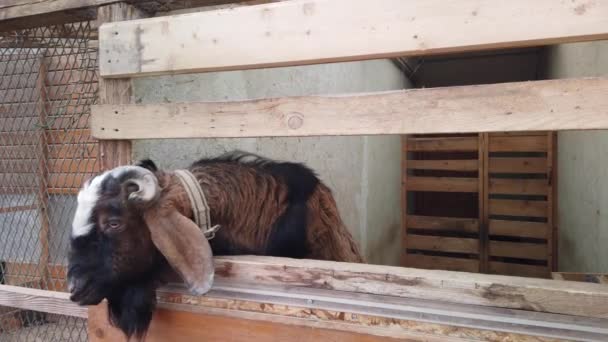 Nourrir Bélier Travers Clôture Boîtier Animal — Video