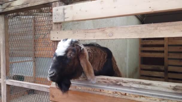 Nourrir Bélier Travers Clôture Boîtier Animal — Video