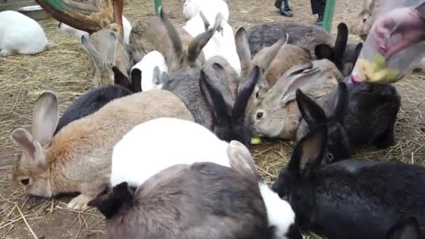 Multitud Conejos Diferentes Colores Sentados Paddock Comen Las Verduras Frutas — Vídeo de stock