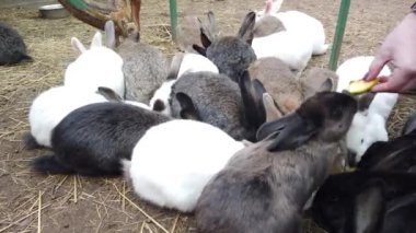 Farklı renkte tavşanlar otlakta oturuyor ve kendilerine verilen sebze ve meyveleri yiyorlar..