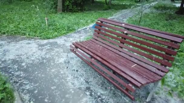 Populier Pluis Ligt Een Laag Het Asfalt Gras Stad — Stockvideo