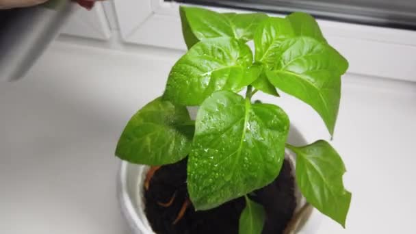 喷出幼小的胡椒芽与水滴。种苗、种家蔬菜的植物保护. — 图库视频影像