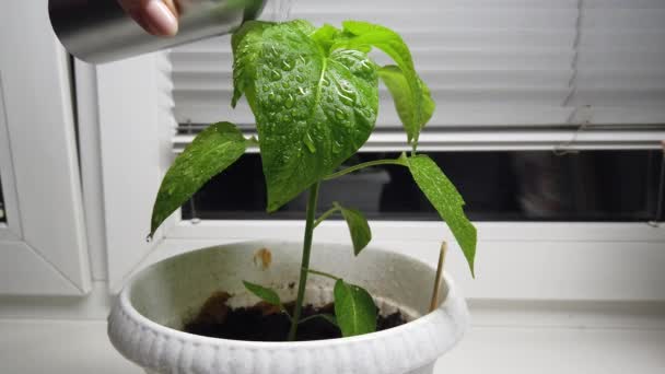 Spraying young pepper sprouts with drops of water. Plant care for seedlings, growing home vegetables. — Stock Video