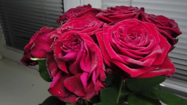 Innaffiamento di gemme di fiore di rosa da un pulivelizer — Video Stock