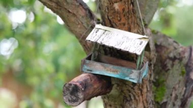 On the apple tree wooden bird feeder looks like a house, tits fly into the feeder and take seeds.