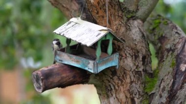 On the apple tree wooden bird feeder looks like a house, tits fly into the feeder and take seeds.