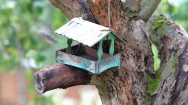 On the apple tree wooden bird feeder looks like a house, tits fly into the feeder and take seeds.