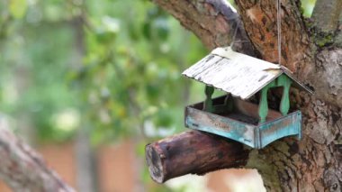 On the apple tree wooden bird feeder looks like a house, tits fly into the feeder and take seeds.