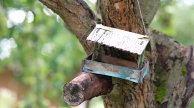 On the apple tree wooden bird feeder looks like a house, tits fly into the feeder and take seeds.