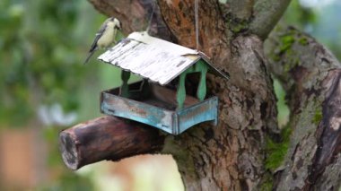 On the apple tree wooden bird feeder looks like a house, tits fly into the feeder and take seeds.