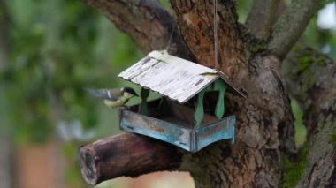 On the apple tree wooden bird feeder looks like a house, tits fly into the feeder and take seeds.