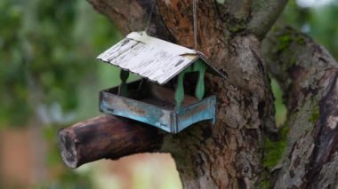 On the apple tree wooden bird feeder looks like a house, tits fly into the feeder and take seeds.