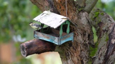 On the apple tree wooden bird feeder looks like a house, tits fly into the feeder and take seeds.