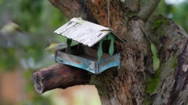 On the apple tree wooden bird feeder looks like a house, tits fly into the feeder and take seeds.