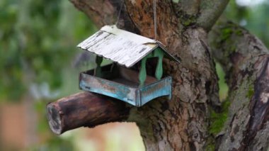 On the apple tree wooden bird feeder looks like a house, tits fly into the feeder and take seeds.