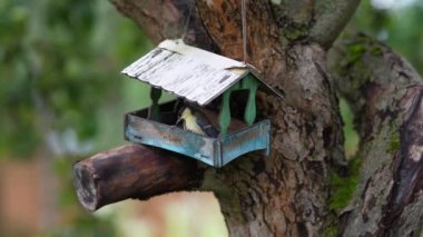 On the apple tree wooden bird feeder looks like a house, tits fly into the feeder and take seeds.