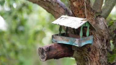 On the apple tree wooden bird feeder looks like a house, tits fly into the feeder and take seeds.