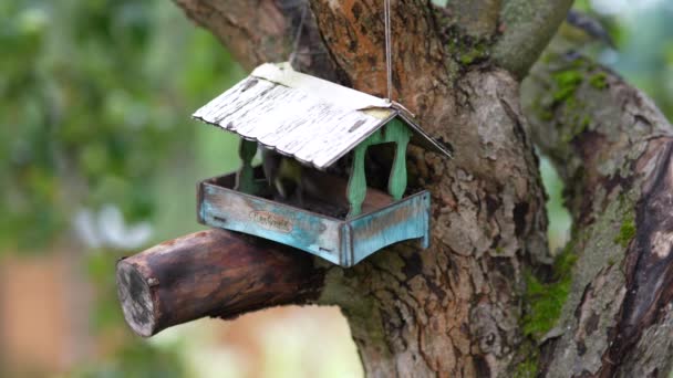 Apple Tree Wooden Bird Feeder Looks House Tits Fly Feeder — Αρχείο Βίντεο