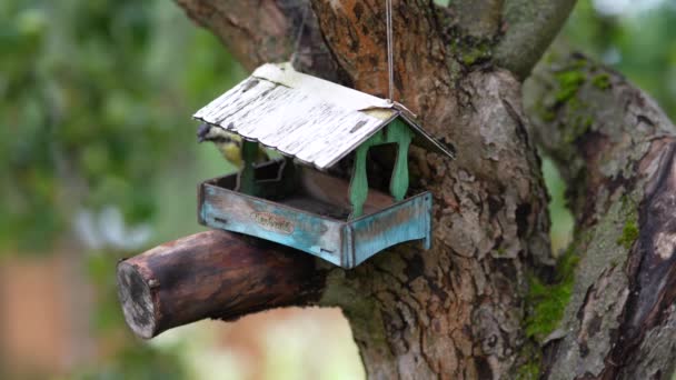 Apple Tree Wooden Bird Feeder Looks House Tits Fly Feeder — Vídeos de Stock