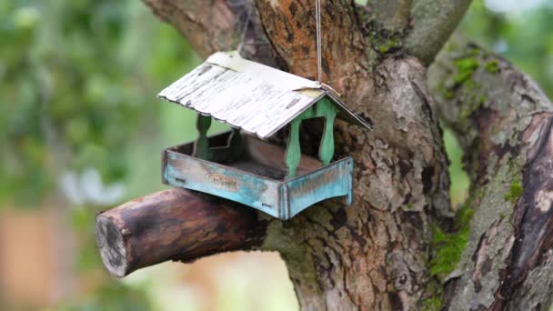 Vogels Vliegen Voederbak — Stockvideo