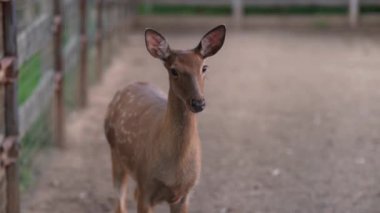 Hayvanat bahçesinde geyik, kuşhanede geyik