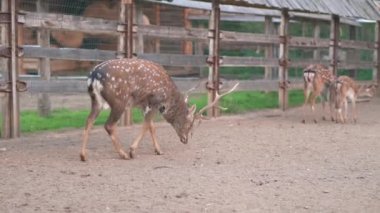 Hayvanat bahçesinde geyik, kuşhanede geyik