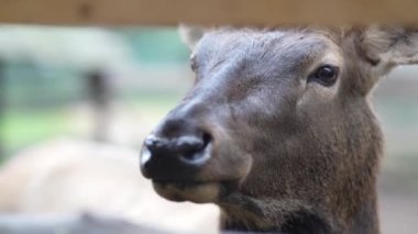 Hayvanat bahçesinde geyik, kuşhanede geyik