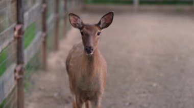Hayvanat bahçesinde geyik, kuşhanede geyik